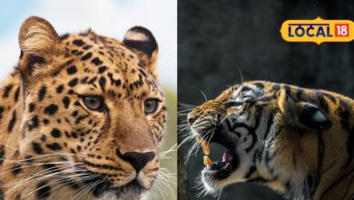 HYP 5295566 tigerguldarthumb 2 16x9.jpeg