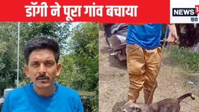 himachal dog story 2025 07 932401d65c436c31ac9e3155a9ab91ef 16x9.jpg